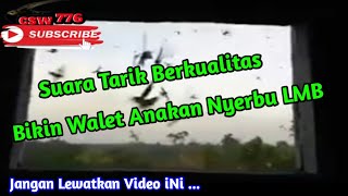 Download lagu Banyak PETANI WALET yang Mengincar SUARA TARIK ini mp3 Download lagu Banyak PETANI WALET yang Mengincar SUARA TARIK ini mp3