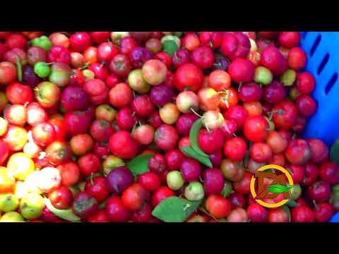 Aprende como sembrar Cerezas  l Bloque 4 mp4