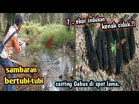 tujuh ekor predator air tawar kena ciduk!! casting ikan Gabus di spot lama sambaran bertubi-tubi.