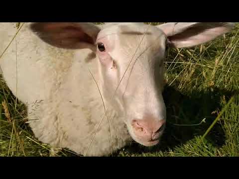 , title : 'Größten Schafe der Welt - Ostfriesische Milchschafe / Florian FVM'