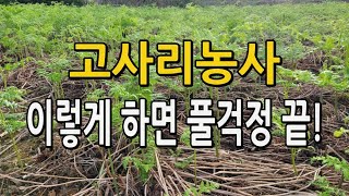 고사리 종근 심고 이렇게 하면 풀 잘 안나요! 고사리밭 잡초 제거 관리법 / 고사리재배 제초제 사용법 알려드…