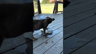Video preview image #1 Boxer-Unknown Mix Puppy For Sale in MIDWAY, UT, USA