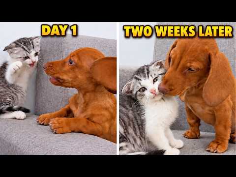 YouTube 썸네일