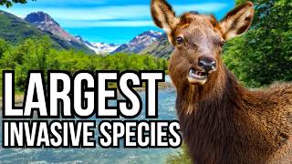 Ranking All 7 Continents By Their Largest Invasive Species