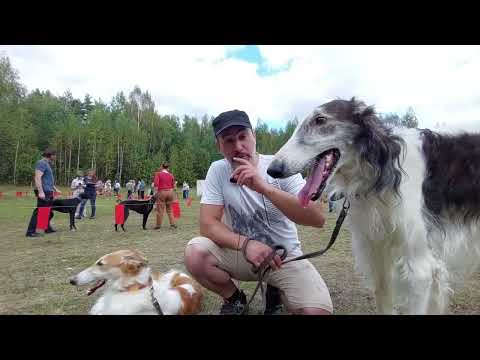 Как прошла в Костроме 65-я региональная выставка собак охотничьих пород 