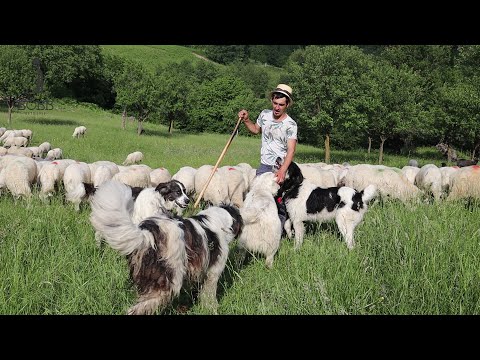 La stâna tânărului Marius Bud din satul Șișești | Ciobănești MIORITICI și BĂLAN | Întâmplări cu LUPI