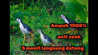 Download lagu SUARA RUAK RUAK PIKAT BERSIH DAN JERNIH//Paling Di Cari Pemikat Ruak mp3