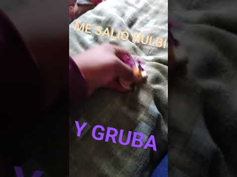 YA LLEGARON LOS OLOCOONS O2 A MI PUEBLO #olocoons #nito #bimbo #gruba