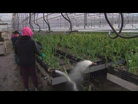 Inside Skagit Valley tulip production