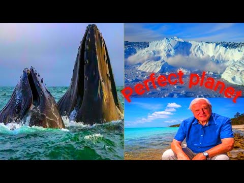 Sir David Attenborough has promised ‘one of the most incredible nature sequences ever shown on TV