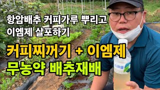 항암배추 커피가루 뿌리고 이엠제 살포하기 / 무농약 배추재배 / 커피찌꺼기 / 유효 미생물 EM제 효과 / …