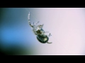 Itty Bitty Spider