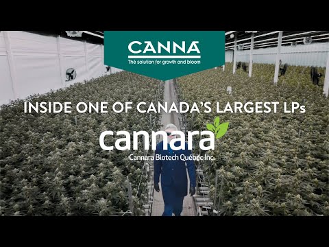 Inside Canada’s Largest Cannabis Producer: Cannara Biotech’s Success with CANNA Nutrients