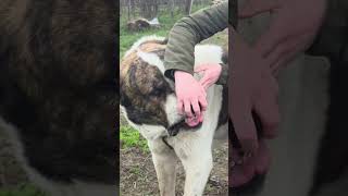 Biggest Dog Breed Alabai Dog Big Teeth 😈 #shorts #alabai #dog #dogs