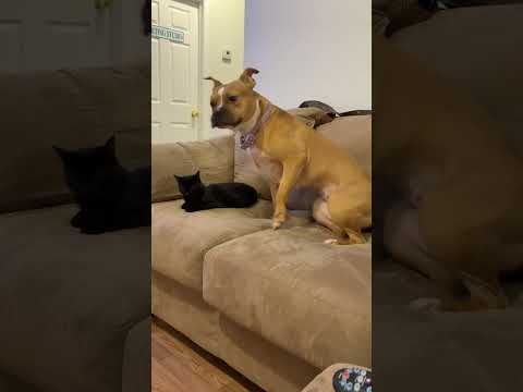 Bitty is trying so hard 🥹