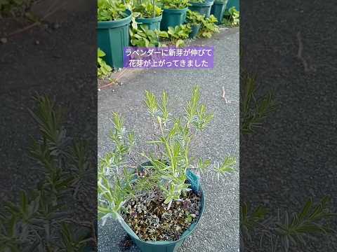 ラベンダーのメンテナンス: 芳香植物の世話をするために採用すべき重要な行動  庭園