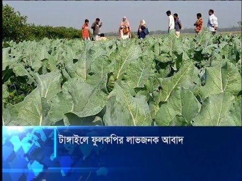 টাঙ্গাইলে ফুলকপির লাভজনক আবাদ