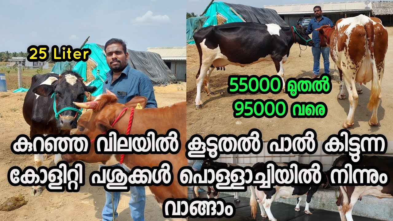കുറഞ്ഞ വിലയിൽ നല്ല കോളിറ്റി പശുക്കൾ തമിഴ് നാട്ടിൽ നിന്നും വാങ്ങാം|low price cow for sale|dairy farm