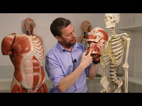 Fascia of the neck (anatomy)