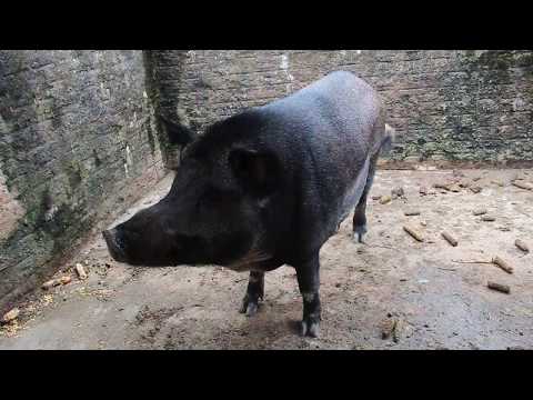 O tão famoso Javali  janeiro 2018