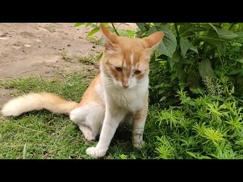 Busy cat, funny cat