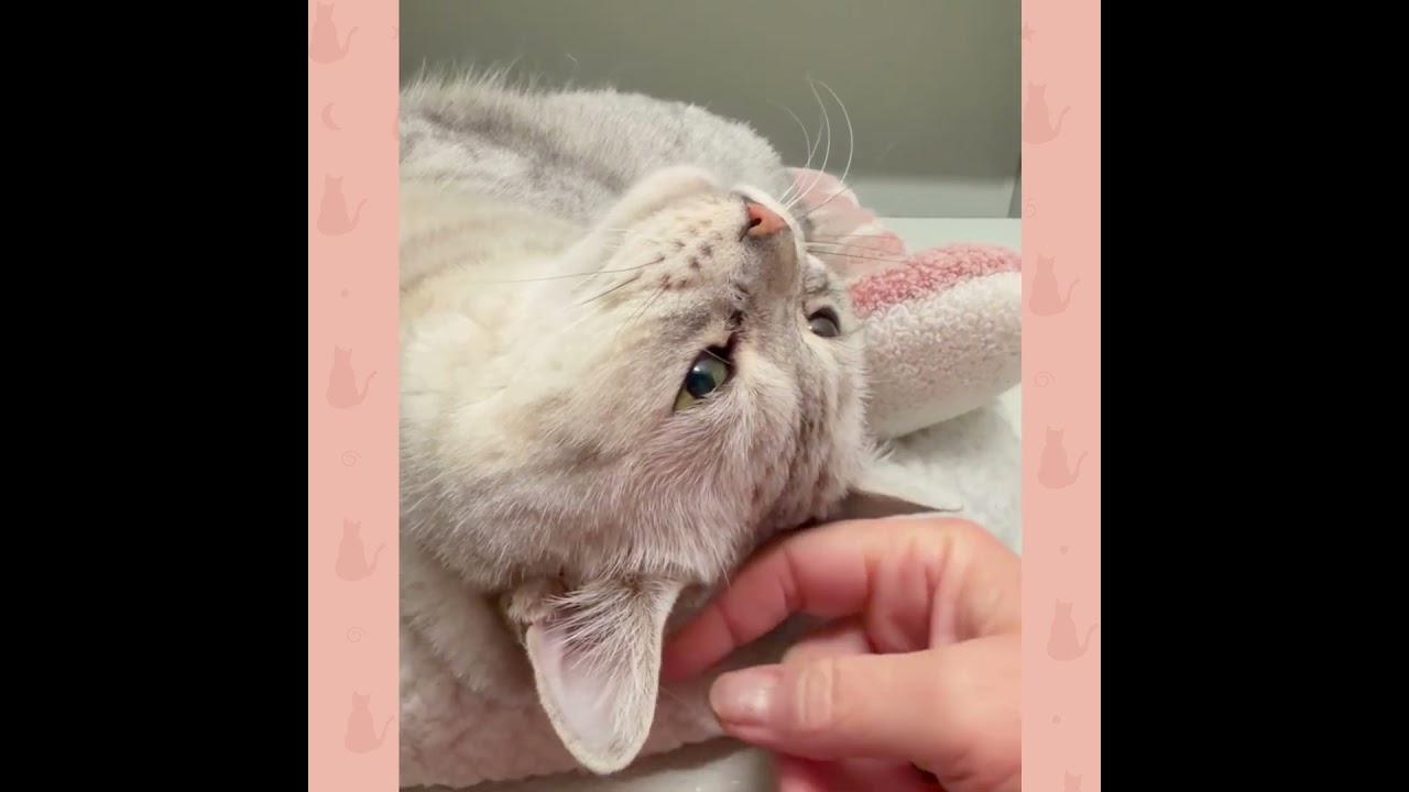 Enlarge Coco, a ADOPTABLE British Shorthair in Stamford, CT video 5/5