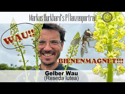 WAU!!! Was für ein BIENENMAGNET ➡️Gelber Wau - Reseda lutea