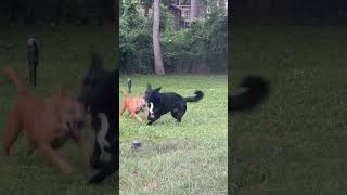 Video preview image #1 Labrador Retriever-Unknown Mix Puppy For Sale in The Woodlands, TX, USA