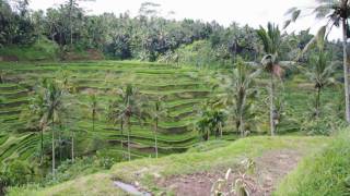 preview picture of video 'TEGALLALANG RICE TERRACE'