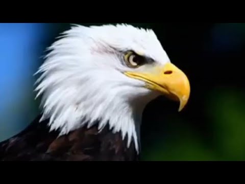 DIE APOSTELGESCHICHTE Teil 1/3 Neues Testament; die  Apostelgeschichte 1-8