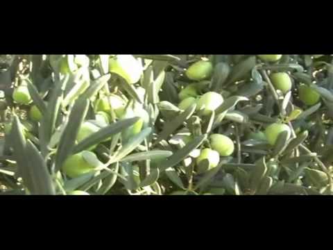 ONDA TG 09.01.2015 - ANNATA NERA PER L'OLIO PEPE CHIEDE CALAMITA'