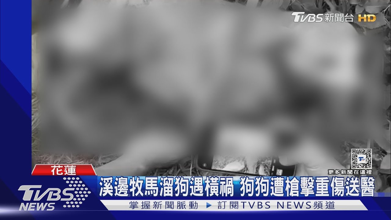 誰這麼狠心？花蓮溪邊遛狗突傳槍響　狗狗右腿貫穿擊斷