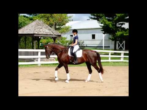 Bella Rubina WF - Jumping, winter 2015