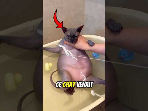 Ce Propriétaire A un Chat Qui Se Frotte Partout