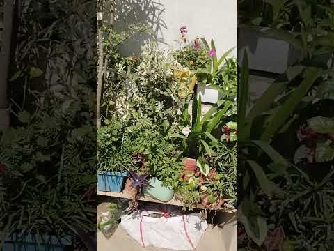 🙋🏡Amrish Lily plant 🥀