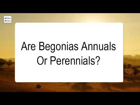 download lagu mp3 mp4 Are Begonias Annuals, download lagu Are Begonias Annuals gratis, unduh video klip Are Begonias Annuals