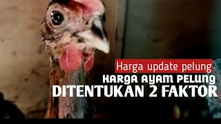 Download lagu Harga ayam pelung tinggi  ditentukan dengan 2 pilihan berapa sih harganya saat ini?? mp3