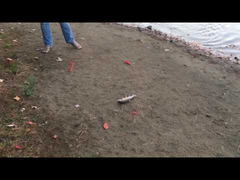 Forest Lake, Methuen MA