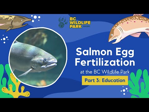 Salmon Egg Fertilization Part 3: Education
