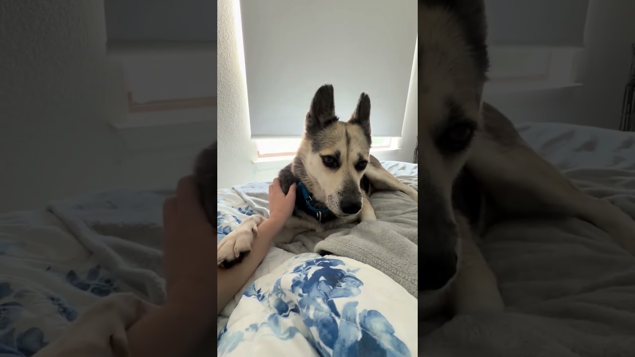 Enlarge Ms. Rachel, a Adoptable mixed breed in New York, NY video 6/6