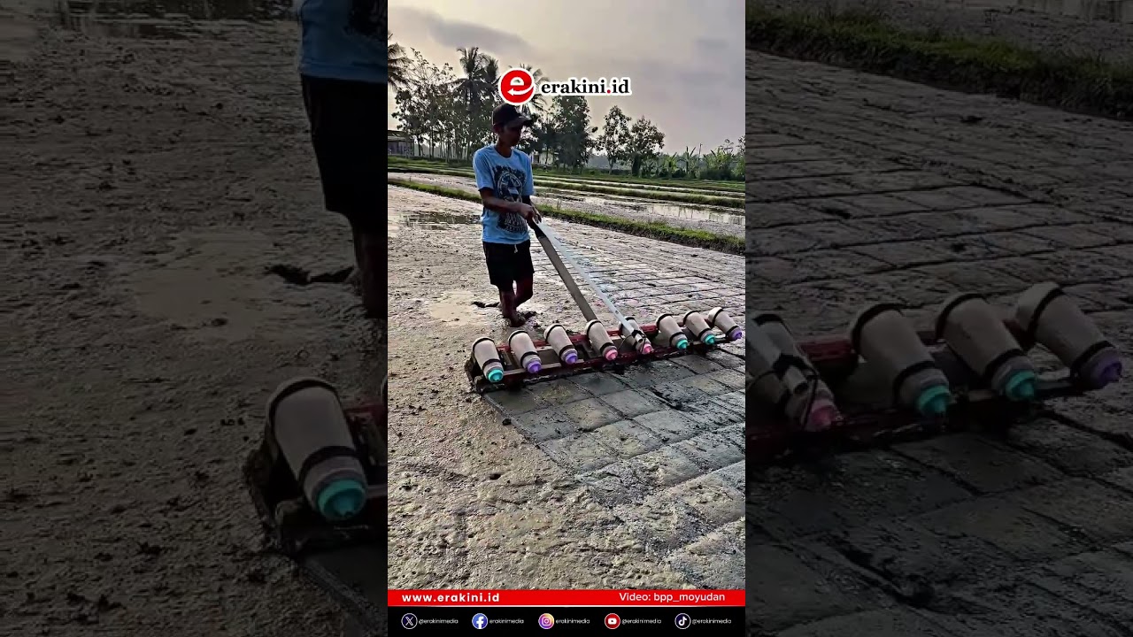 Inovasi Sederhana Petani Padi di Moyudan