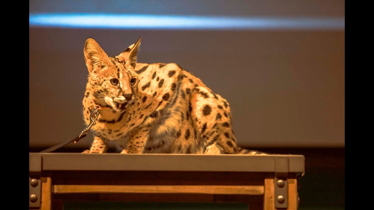 Anatomy Lab: Stylized Creature Design Workshop - Part 1