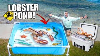 We Caught Hundreds Of WILD FISH For My LOBSTER Aquarium!