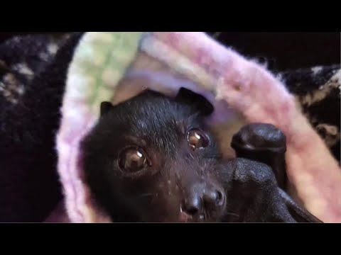 汚染物質は在来コウモリを危険にさらす