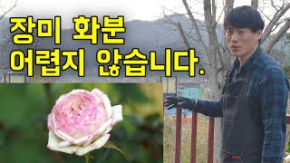 장미 화분에 심기 무작정 따라하기