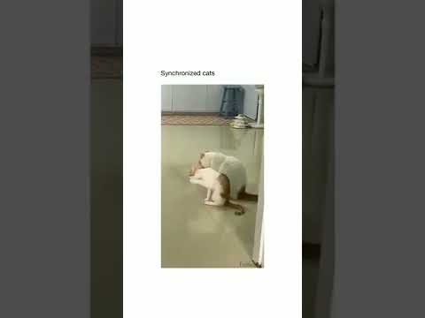 syncronized cats