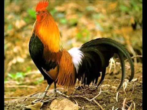 Junkie XL - Beauty Never Fades - Pixel & Domestic RMX