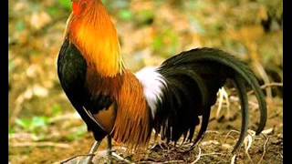 Junkie XL - Beauty Never Fades - Pixel & Domestic RMX