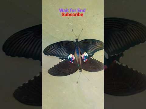 Butterfly 🦋 Love story 