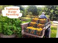 Life On A Farm | How Oranges Are Harvested in The Garden | Traditional Orange Harvesting in IRAN |4K